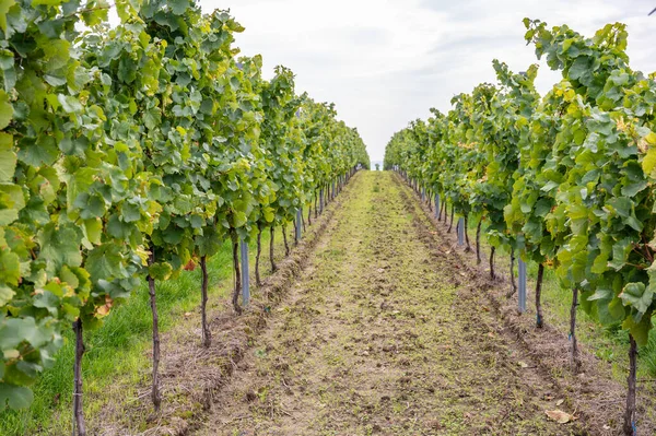 Vine plants growing in a row end of september at harvest season, planted on a vineyard in Mainz, Zornheim, Germany, view from valley