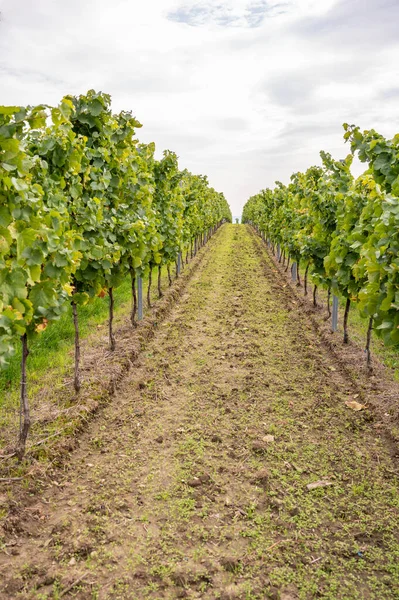 Vine plants growing in a row end of september at harvest season, planted on a vineyard in Mainz, Zornheim, Germany, view from valley