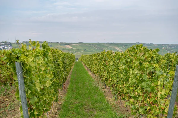 Vine plants growing on a vineyard on a hillside in mainz zornheim, end of september during harvest