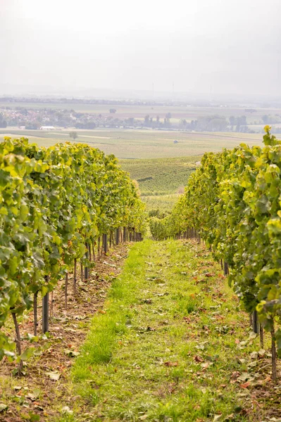 Vine plants growing on a vineyard on a hillside in mainz zornheim, end of september during harvest, vertical shot
