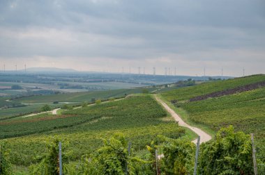 Vineyard landscape with lots of vine plants and wind park with wind turbines in background during cloudy day, background, mainz, zornheim, germany