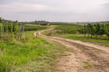 Agricultural path on a vineyard with vine plants next to it during cloudy day end of september at harvest season, landscape
