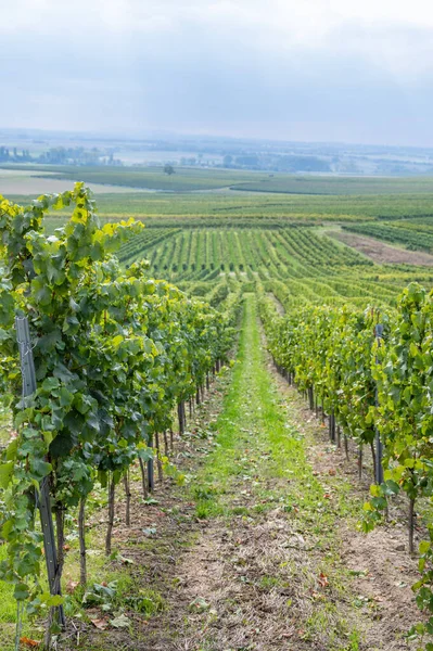 Vineyard with vine plants during september harvest season, grown plants on a hill, mainz zornheim, germany, vertical shot