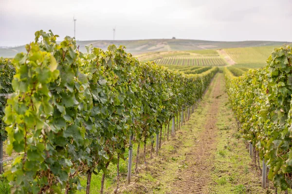 Vineyard with vine plants during september harvest season, grown plants on a hill, mainz zornheim, germany