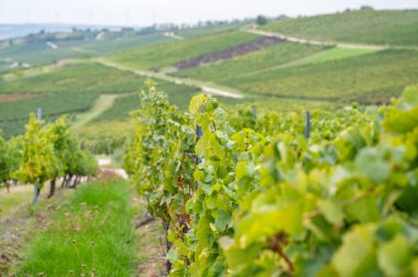 vine plants on a vineyard during end of september, mainz zornheim, germany