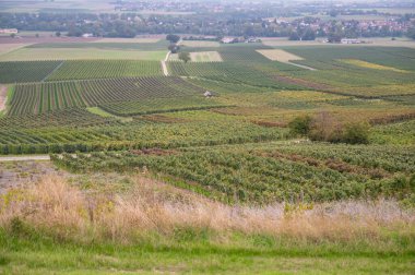 View of a vineyard with lots of vine plants landscape during harvest season in september, mainz zornheim, germany