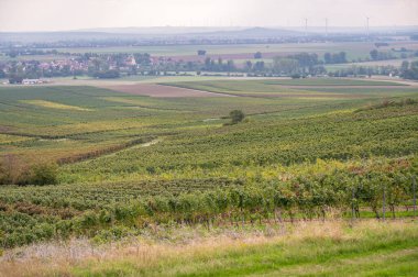 View of a vineyard with lots of vine plants landscape during harvest season in september, mainz zornheim, germany