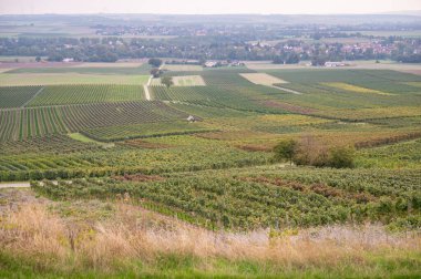 View of a vineyard with lots of vine plants landscape during harvest season in september, mainz zornheim, germany