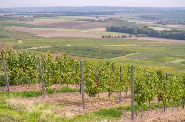 Vine plants growing on a vine yard during harvest season, grape harvest machine in the valley harvesting the grapes