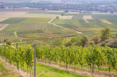 Vine plants growing on a vine yard during harvest season, tractor in the valley harvesting the grapes