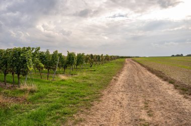 Agricultural path on a vineyard with lots of vine plants growing in a row during cloudy day, harvest season