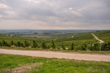 Beautiful vineyard with lots of vine plants and agricultural path, wind park with wind turbines in the background during cloudy day in september, mainz zornheim, germany