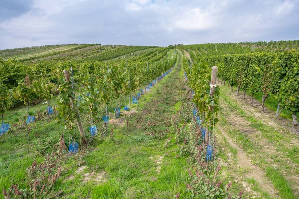 Vine plants growing in a row during harvest season on a vineyard, blue protection grid around the plants, cloudy day