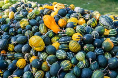 Green and yellow ornamental gourds pumpkins lying on a table for sale outdoors during sunny october day