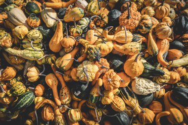 Different ornamental gourds pumpkins with yellow orange and green color october harvest season background