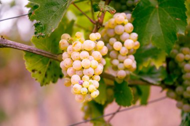 Bunch of beautiful yellow green grapes hanging on a vine plant on a vine yard during harvest season