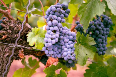 Bunch of beautiful purple blue grapes hanging on a vine plant on a vine yard during harvest season