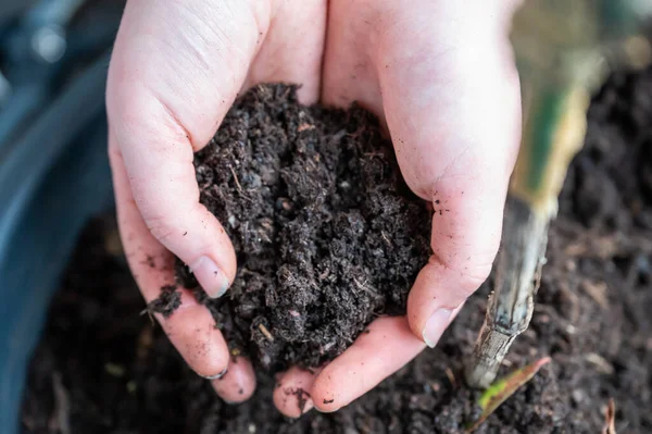 Close-up woman holding plant soil in her two hands, view from high angle, soil from a pot on the balcony