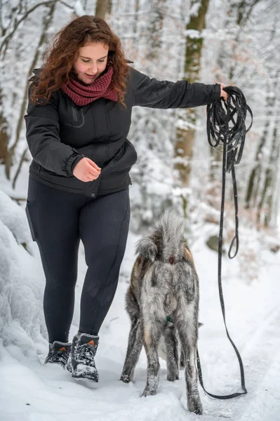 Female master with brown curly hair is holding a dog leash, unbraids the leash, akita inu dog with gray orange colored fur during winter with lots of snow