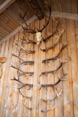 Deer antlers and deer skulls hang on a wooden wall as decoration, vertical shot