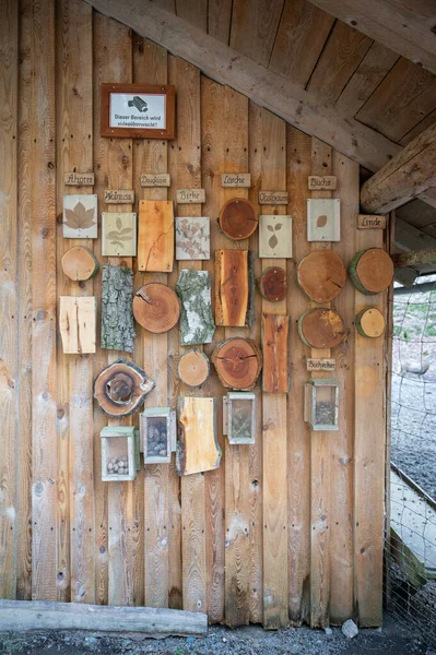 Cut tree trunks of different German forest tree varieties hang on a wooden wall as a decoration for children to learn from, vertical shot