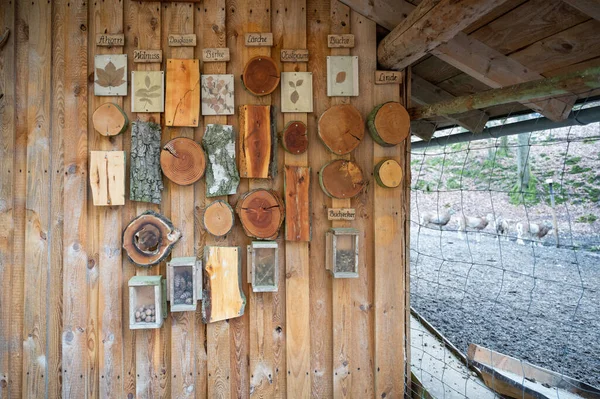 Cut tree trunks of different German forest tree varieties hang on a wooden wall as a decoration for children to learn from