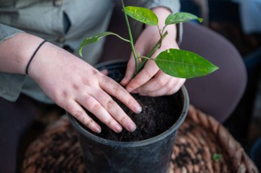 close-up woman repot a passion fruit plant in a round black pot standing on a table, view from high angle, no visible face