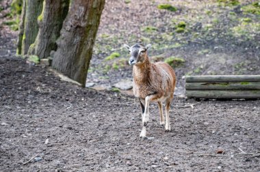 Single goat standing on top of a hill and looking at the valley, lifting a front leg, wildlife park Brudergrund, Erbach, Germany