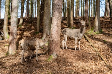 Two Female Deer Cow Doe in the wild between trees in the valley, looking at camera, Wildlife Park Brudergrund, Erbach, Germany