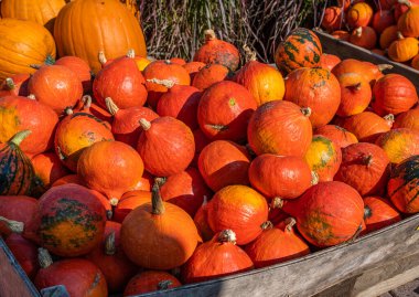 Small red colored Hokkaido pumpkins in a wooden basket at a farm for sale during harvest season in october