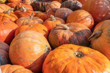 Very large and big orange pumpkins on the ground at a farm for sale with price tag on it during harvest season in October, high angle view