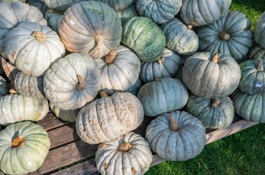Ekim ayında Şükran Günü hasat sezonunda satılık bir çiftlikteki ahşap bir tahtanın üzerinde beyaz, yeşil ve mavi renkli bir balkabağı sürüsü.
