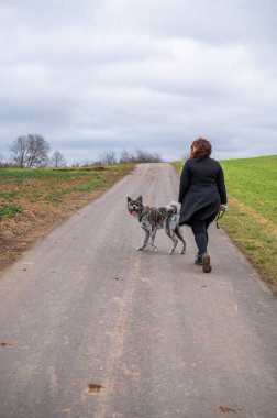 Kahverengi kıvırcık saçlı kadın gri kürklü akita inu köpeğini gezdiriyor, köpek kameraya bakıyor, tarımsal yol, kırsal bölge bulutlu bir günde, dikey çekim