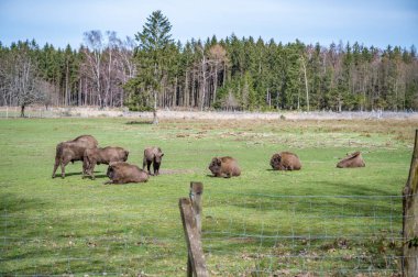 İngiliz bahçesi Eulbach Safari Parkı 'ndaki çitin arkasında bir grup kahverengi bizon.