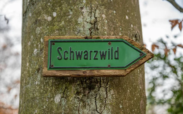 Yakın plan yeşil Alman Schwarzwild domuzu. Almanya 'nın Eulbach kentindeki Englischer Garten Garten' da bir ağaç gövdesinde.