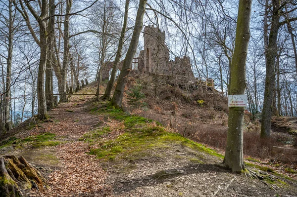 Zamek Eberhardsburg Ruiny Englischer Garten Eulbach Niemcy Wzgórzu Pniami Drzew — Zdjęcie stockowe