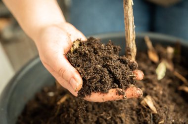 Close-up woman holding plant soil in her hand, view from high angle, soil from a pot on the balcony