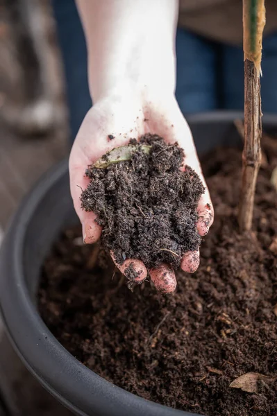 Close-up woman holding plant soil in her hand, view from high angle, soil from a pot on the balcony, vertical shot