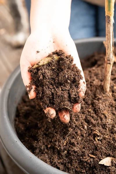 Close-up woman holding plant soil in her hand, view from high angle, soil from a pot on the balcony, vertical shot
