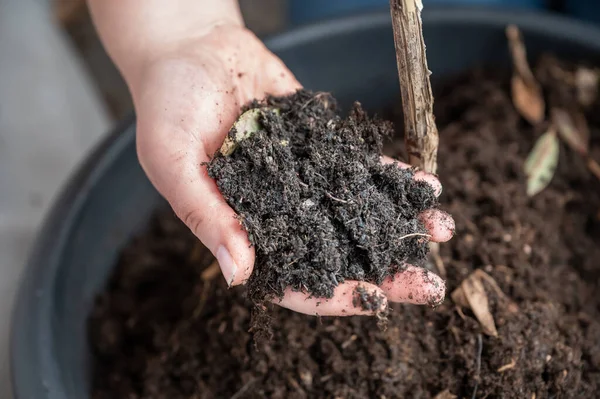 Close-up woman holding plant soil in her hand, view from high angle, soil from a pot on the balcony