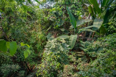 Aarhus, Danimarka 'daki Botanik Bahçesinde bir sürü yeşil egzotik bitki var.