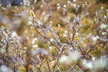 İzlanda 'da yakın plan güzel söğüt çiçeği salyası bitkisi
