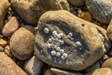 İskoçya 'nın Invergordon sahilindeki bir kayaya bağlı küçük kabuklar.
