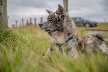 Akita inu 'nun gri kürkü çimenlerde dinleniyor, uzaktaki bir şeye bakıyor, yan görüş, yatay görüntü, arka planda araba, kuzey denizi, Almanya