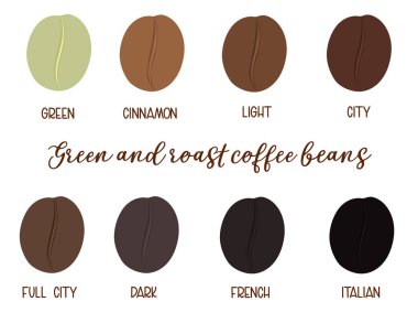 Green and roast coffee beans level by colors vector deign on white background.