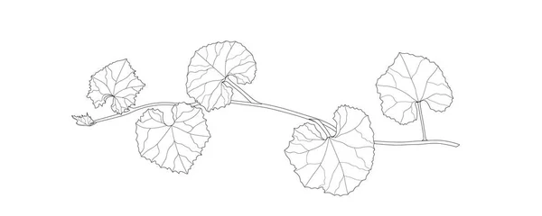 Réva Rodu Trichosanthes Grafické Bílém Pozadí — Stock fotografie