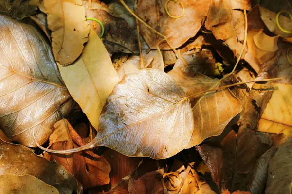 Yerdeki kurumuş vücut yapraklarını kapatın. Bodhi, Bothi veya Pho Budizm 'in sembolü..