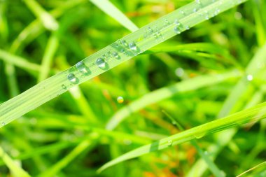 Çim yaprağının üzerindeki büyük ve küçük yağmur damlaları yukarıdan görünüyor. Yağmur mevsiminde taze ve doğal yeşillik.