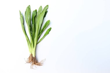 Culantro kişniş kokusuna benzeyen aromatik bir bitkidir. Testere dişlerine benzeyen tırtıklı kenarları olan uzun yaprakları var. Tayland 'da, tatsız kokuları azaltmak ve güzel kokuyu artırmak için yemeklere eklenir..