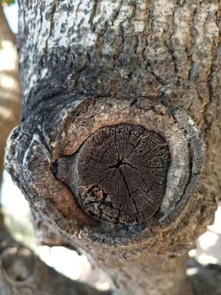 Alter Baumstumpf Aus Nächster Nähe — Stockfoto